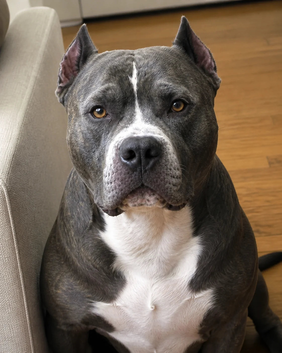 The original grey and white dog at home